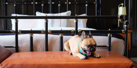 This stylish Windy City hotel sends a dedicated welcome letter to each visiting pet, along with a guide to the wide array of pet-friendly activities the city has to offer. Pet edible logo cookies are also brought to each pampered pooch at turn-down.